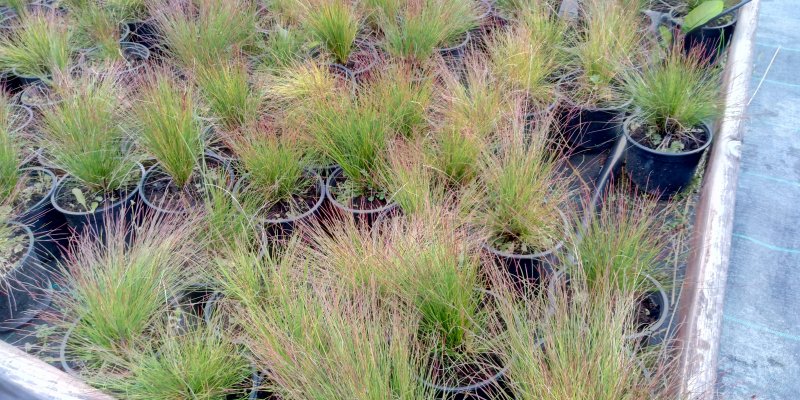 Festuca 'Walberla' Овсяница